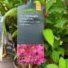 Hydrangea Paniculata 'Pinky Promise' 5Ltr Pot -Garden Care Sale 5019945243798