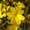 Jasminum Nudiflorum Winter Jasmine 3Ltr Pot -Garden Care Sale 5019945915718 e0249c4c 3ef9 434c bc60 4f76c6a7655b