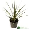 Cordyline Australis 'Sparkler' 2Ltr Pot -Garden Care Sale 5019945923324 947be49e 01a1 4c13 87e0 a29cf8292b1c