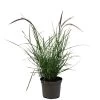 Pennisetum 'Sky Rocket' Grass 2 Ltr Pot 2 Pennisetum 'Sky Rocket' Grass 2 Ltr Pot -Garden Care Sale 5019945963016