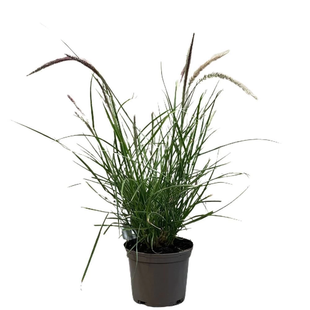 Pennisetum 'Sky Rocket' Grass 2 Ltr Pot 3 Pennisetum 'Sky Rocket' Grass 2 Ltr Pot