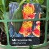 Alstroemeria 'Indian Summer' Peruvian Lily 3Ltr Pot -Garden Care Sale 5019945970120 42f45b91 9576 4408 b7ff 0a2d8332659f
