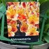 Alstroemeria 'Summer Breeze' Peruvian Lily 3Ltr Pot -Garden Care Sale 5019945985773 1961b098 bdaf 4be6 82f4 87771a5820c9