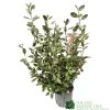 Elaeagnus X Ebbingei Oleaster Plant 80cm Tall (IT) -Garden Care Sale 5021768000465