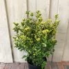 Euonymus Japonicus 'Aureus' 10Ltr Pot 1 Euonymus Japonicus 'Aureus' 10Ltr Pot -Garden Care Sale 5021768000489