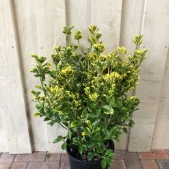 Euonymus Japonicus 'Aureus' 10Ltr Pot