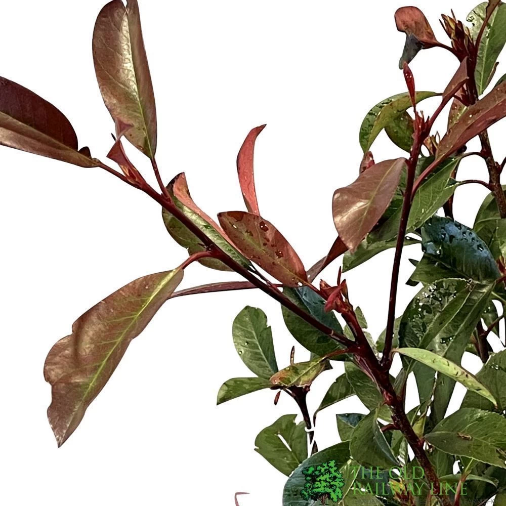 Photinia Fraseri 'Red Robin' 80cm Tall (IT) 4 Photinia Fraseri 'Red Robin' 80cm Tall (IT) - Image 2