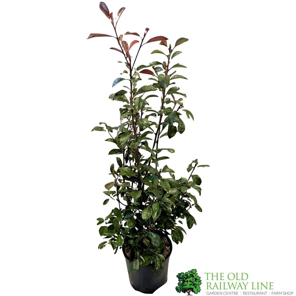 Photinia Fraseri 'Red Robin' 80cm Tall (IT) 3 Photinia Fraseri 'Red Robin' 80cm Tall (IT)