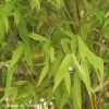 Phyllostachys 'Aurea' Bamboo Plant 1m Tall (IT) -Garden Care Sale 5021768001134 e59d946a 83e6 4e87 8faa 74d7df8ff046