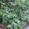 Pseudosasa Japonica Bamboo Plant 1.25m Tall (IT) 1 Pseudosasa Japonica Bamboo Plant 1.25m Tall (IT) -Garden Care Sale 5021768004678