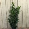 Prunus 'Novita' Common Laurel Plant 1m Tall (IT) -Garden Care Sale 5021768007914 d985e756 51a6 4c03 8244 f9d87a43e4e2