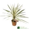 Cordyline Australis 'Torbay Dazzler' 60cm Tall (IT) -Garden Care Sale 5021768016725