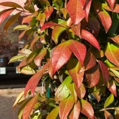 Trachelospermum Jasminoides Arch Trained Jasmine Climber 18Ltr Pot -Garden Care Sale 5021768019641 2