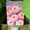 Dahlia 'Sincerity Rose Bicolour' 3Ltr Pot 1 Dahlia 'Sincerity Rose Bicolour' 3Ltr Pot -Garden Care Sale 5021768037188