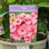Phlox 'Sweet Summer Dream Orange Rose' 3Ltr Pot 2 Phlox 'Sweet Summer Dream Orange Rose' 3Ltr Pot -Garden Care Sale 5021768048603