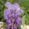 Wisteria Sinensis Climber 1.8m Tall (IT) 1 Wisteria Sinensis Climber 1.8m Tall (IT) -Garden Care Sale 5021768050873