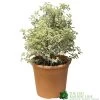 Pittosporum Tenuifolium 'Silver Queen' Plant 50cm Tal (IT) -Garden Care Sale 5021768052945