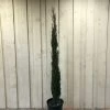 Cupressus Sempervirens 'Totem' Conifer 1.5m Tall (IT) -Garden Care Sale 5021768056844 263a2adb 96d6 417d 9781 9608e7e28eec
