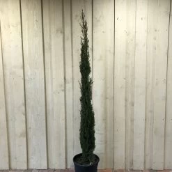 Cupressus Sempervirens 'Totem' Conifer 1.5m Tall (IT)