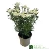 Achillea 'New Vintage White' 3Ltr Pot 1 Achillea 'New Vintage White' 3Ltr Pot -Garden Care Sale 5021768059982