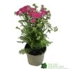 Achillea 'New Vintage Violet' 3Ltr Pot -Garden Care Sale 5021768068984