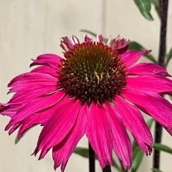 Echinacea 'Sensation Pink' Plant 2 Ltr Pot 7 Echinacea 'Sensation Pink' Plant 2 Ltr Pot -Garden Care Sale 5021768069202 3