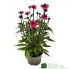 Echinacea 'Sensation Pink' Plant 2 Ltr Pot 1 Echinacea 'Sensation Pink' Plant 2 Ltr Pot -Garden Care Sale 5021768069202 9c267101 cf06 4299 acb6 0db8f65e2aec