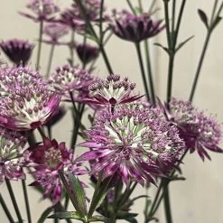Astrantia 'Star Of Love' Plant 3 Ltr -Garden Care Sale 5021768072080 3