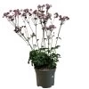Astrantia 'Star Of Love' Plant 3 Ltr 1 Astrantia 'Star Of Love' Plant 3 Ltr -Garden Care Sale 5021768072080 d7831a1a 7c31 43d0 b3be b6538da1e21b