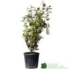 Elaeagnus X Submacrophylla 'Viveleg' Oleaster Plant 50cm Tall (IT) 2 Elaeagnus X Submacrophylla 'Viveleg' Oleaster Plant 50cm Tall (IT) -Garden Care Sale 5021768076903