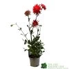 Dahlia 'Karma Red Corona' 3Ltr Pot