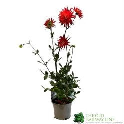 Dahlia 'Karma Red Corona' 3Ltr Pot