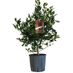 Ilex 'Nellie R.Stevens' Female Holly Bush 10Ltr Pot