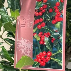 Ilex 'Nellie R.Stevens' Female Holly Bush 10Ltr Pot -Garden Care Sale 5021768084373 3