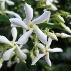 Trachelospermum Jasminoides 'Star Jasmine' Tripod Climber 120cm Tall (IT) -Garden Care Sale 5021768087930 2 e192d392 7a65 4b82 b30c 4daa1dd0ffc3