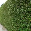 Ligustrum Ovalifolium Privet 80cm Tall (IT) 2 Ligustrum Ovalifolium Privet 80cm Tall (IT) -Garden Care Sale 5021768092262