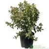 Viburnum Tinus 'Eve Price' Laurustinus Plant 60cm Tall (IT) -Garden Care Sale 5021768096277