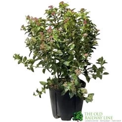 Viburnum Tinus 'Eve Price' Laurustinus Plant 60cm Tall (IT)