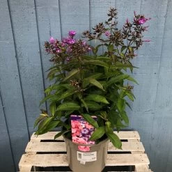 Phlox 'Sweet Summer Violet White' 3Ltr Pot