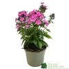 Phlox 'Sweet Summer Rose' 3Ltr Pot 1 Phlox 'Sweet Summer Rose' 3Ltr Pot -Garden Care Sale 5021768099681