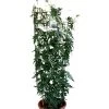 Jasminum Officinale 'Clotted Cream' Jasmine Climber On Trellis 20 Ltr Pot -Garden Care Sale 5021768099698 b819f48d 901c 45ea b5cc 9495cba2dfed