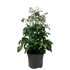 Anemone 'Elfin Swan' 2Ltr Pot