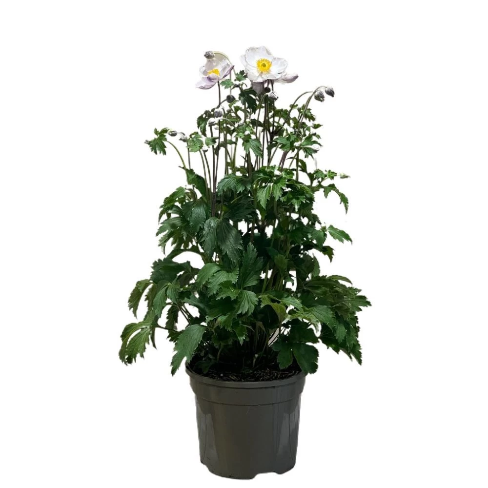 Anemone 'Elfin Swan' 2Ltr Pot 3 Anemone 'Elfin Swan' 2Ltr Pot
