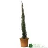 Cupressus Sempervirens 'Totem' Conifer 80cm Tall (IT) -Garden Care Sale 5021768116425 efad9836 0403 4193 922a 86d516d18e3a