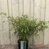 Fargesia Robusta 'Pingwu' Bamboo Plant 9 Ltr -Garden Care Sale 5021768116609 5e54cbec c42e 4503 a6c5 676294f59d3c