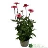 Echinacea 'Delicious Candy' 3Ltr Pot -Garden Care Sale 5021768118924