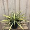 Yucca Filamentosa 'Colour Guard' Plant 3Ltr Pot -Garden Care Sale 5021768122853 5cec7533 d6ba 4957 8be1 0be63cec591f