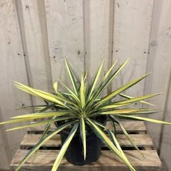 Yucca Filamentosa 'Colour Guard' Plant 3Ltr Pot