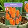 Kniphofia 'Pyromania Orange Blaze' 3Ltr Pot -Garden Care Sale 5021768133330