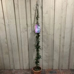 Trachelospermum Asiaticum 'Pink Showers' Climber 1.5m Tall (IT)